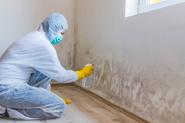 Licensed Mold Remediation service in Little Elm, TX - Car Mold Remediation